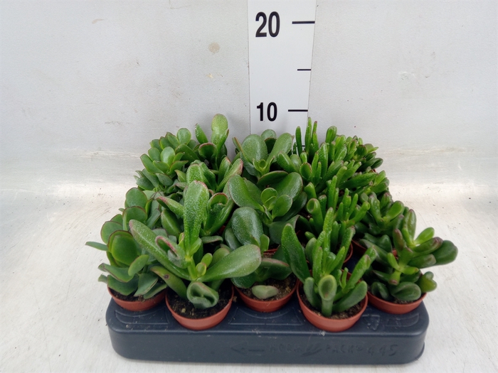 <h4>Crassula   ...mix</h4>