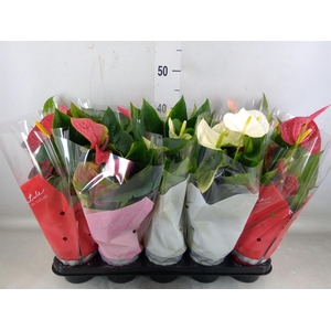 Anthurium   ...mix 4