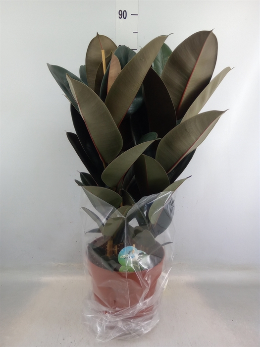 <h4>Ficus elastica 'Abidjan'</h4>