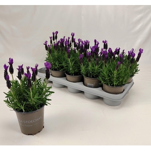 LAVAN S BELL TOSCANE