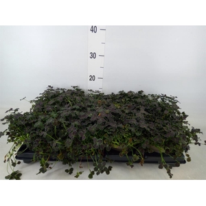 Trifolium repens 'Dark Debbie'