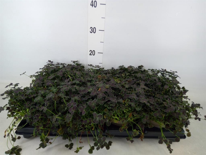 <h4>Trifolium repens 'Dark Debbie'</h4>