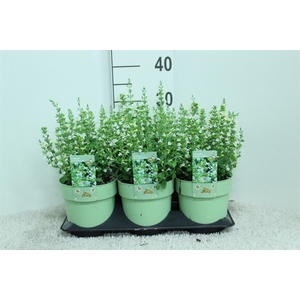 Calamintha nepeta 'Marvelette Whit'