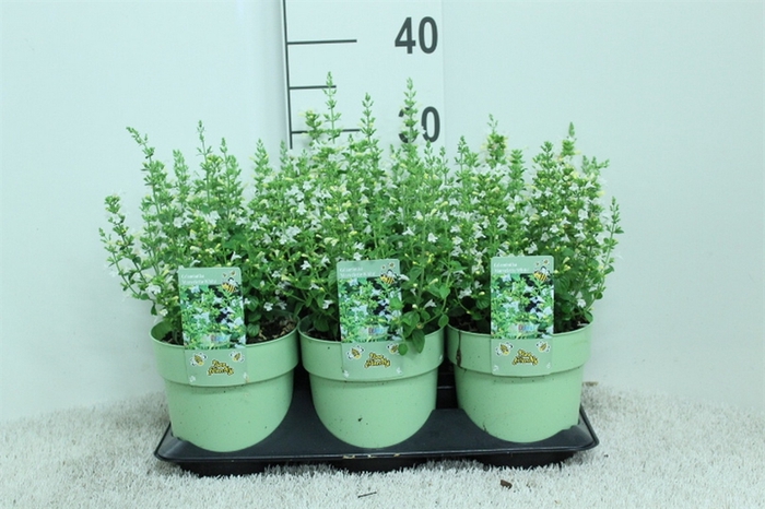 <h4>Calamintha nepeta 'Marvelette Whit'</h4>