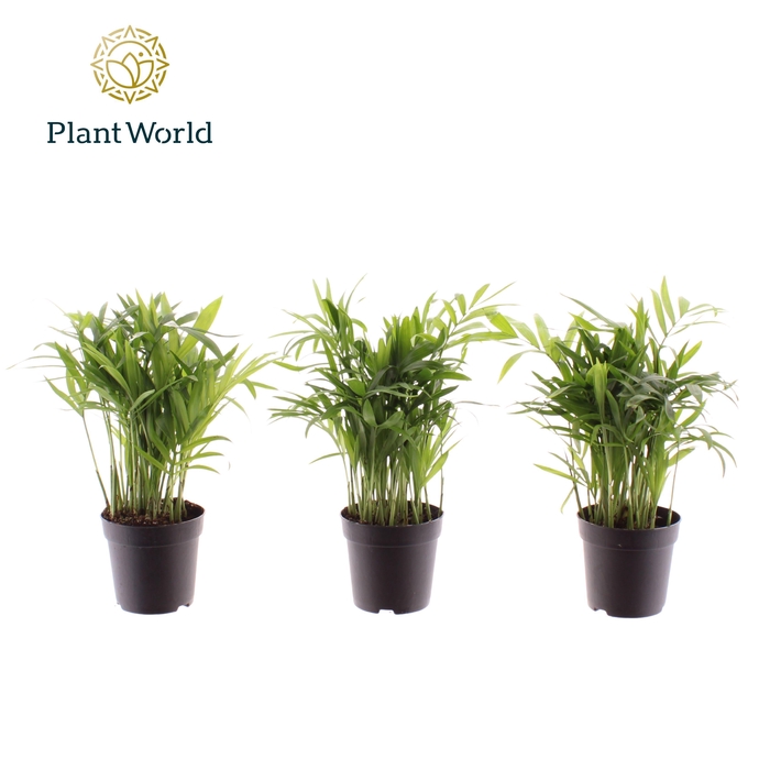 <h4>Chamaedorea elegans 7 cm</h4>