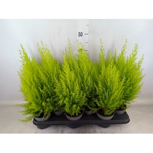 Cupressus macro. 'Goldcrest Wilma'