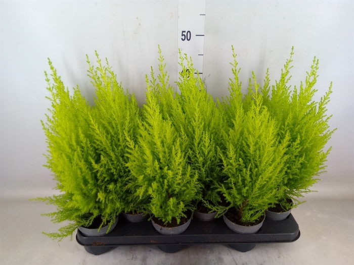 <h4>Cupressus macro. 'Goldcrest Wilma'</h4>
