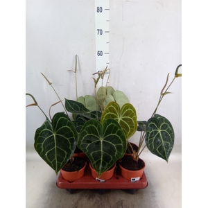 Anthurium clarinervium