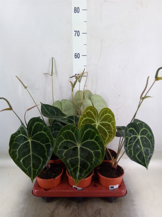 <h4>Anthurium clarinervium</h4>