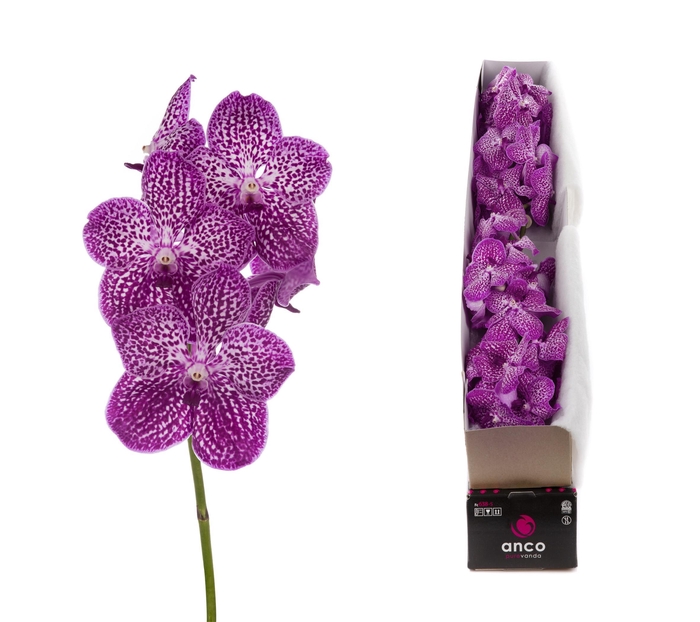 <h4>Vanda Lipstick X4</h4>