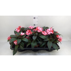 Impatiens NG 'ColPow Rose'