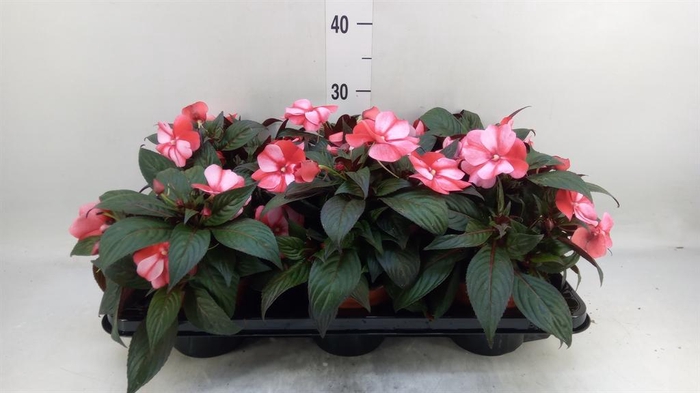 <h4>Impatiens NG 'ColPow Rose'</h4>