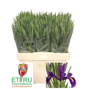 IRIS HONG KONG