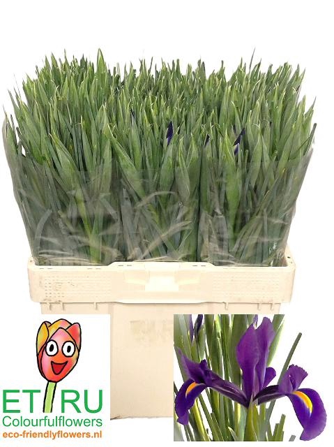 <h4>IRIS HONG KONG</h4>