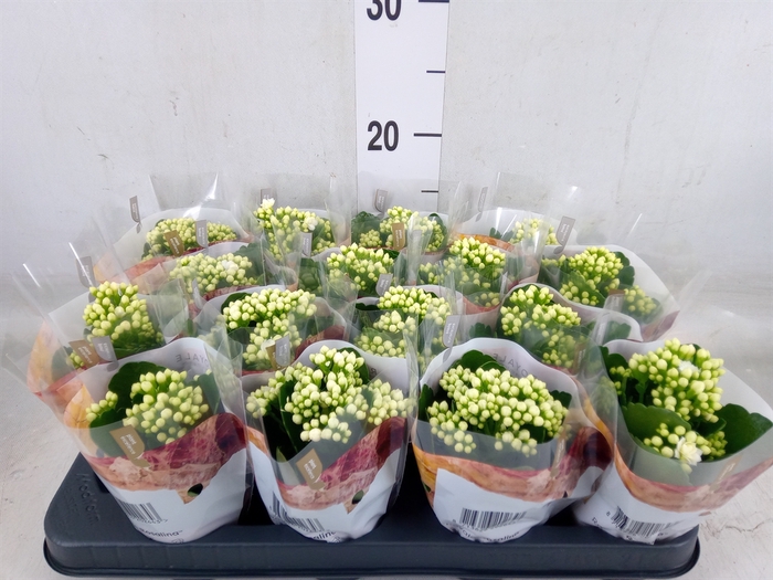<h4>Kalanchoe blos. 'RosDon Dione'</h4>