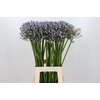 Agapanthus Silberpfeil
