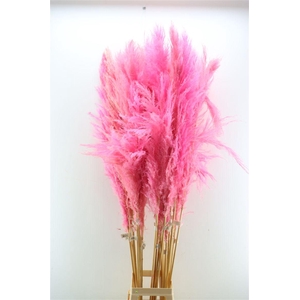 Dried Cortaderia Dadang Soft Pink 180cm P Stem