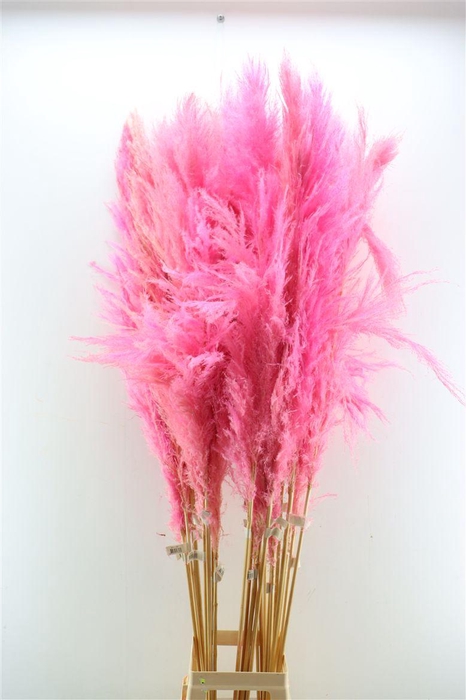 <h4>Dried Cortaderia Dadang Soft Pink 180cm P Stem</h4>