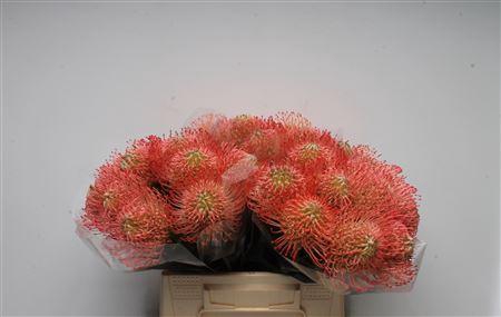 Leuco Ayoba Pink Guava