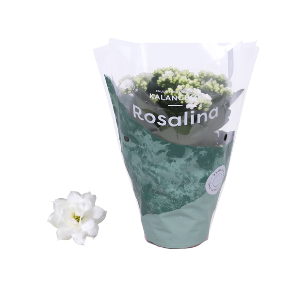 <h4>Kalanchoe Rosalina 12cm Don Dione wit</h4>