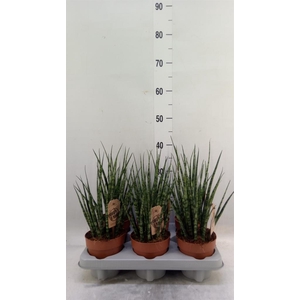 Sansevieria  'Fernwood'