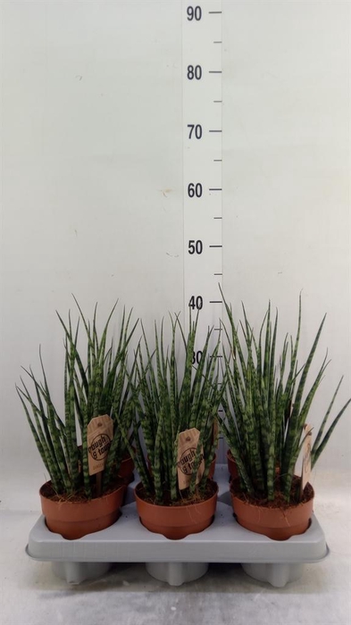 <h4>Sansevieria  'Fernwood'</h4>