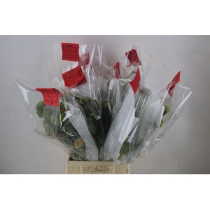 Papaver Mixed Extra P Stem