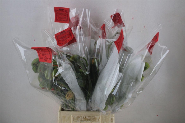 <h4>Papaver Mixed Extra P Stem</h4>