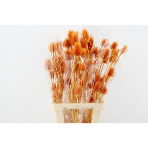 DF Dipsacus Li.Orange Bs 130g