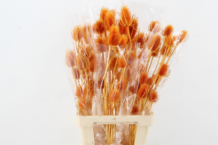 <h4>DF Dipsacus Li.Orange Bs 130g</h4>
