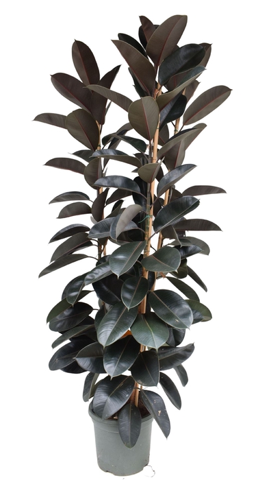 <h4>Ficus elastica 'Abidjan'</h4>