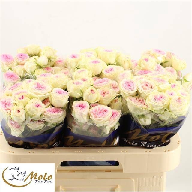 <h4>R TR GELATO</h4>
