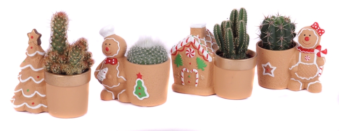 <h4>Cactus mix 5,5 cm in gingerbread planter</h4>
