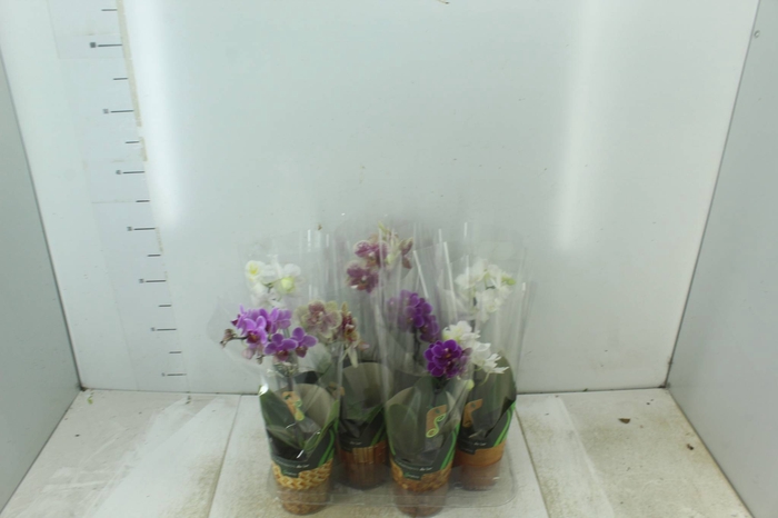 <h4>PHALAENOPSIS MINI P09</h4>