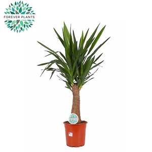 Yucca INCA tree p24