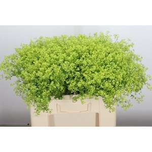 Alchem M Robustica