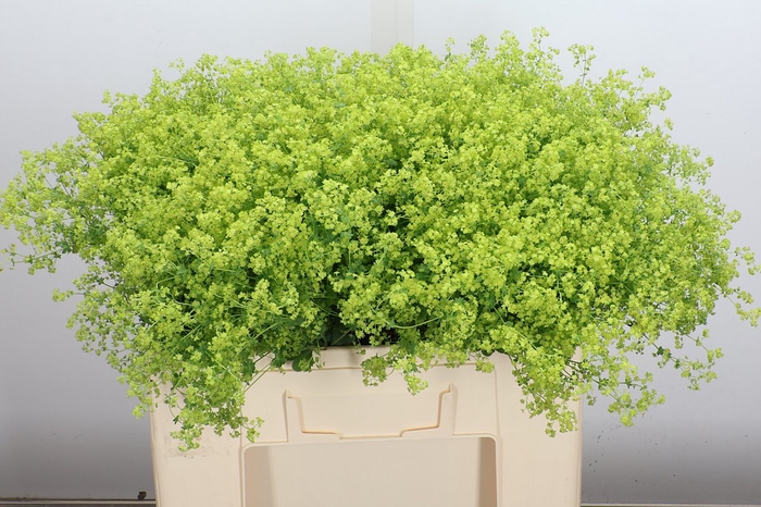<h4>Alchem M Robustica (winbloom)</h4>