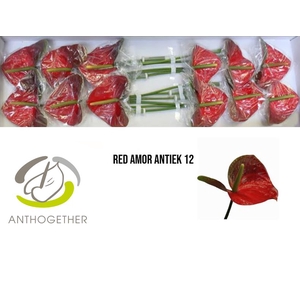 ANTH A Red Amor 12 Antique