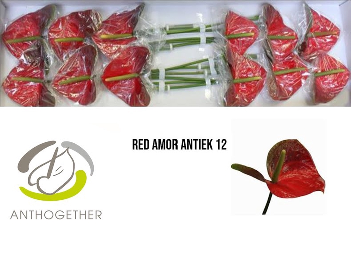 <h4>ANTH A Red Amor 12 Antique</h4>