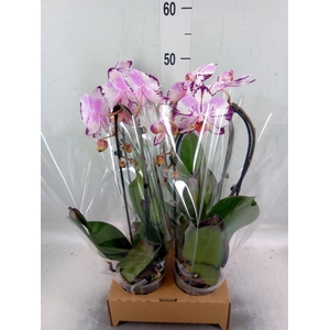 Phalaenopsis  'Elegant Cascade'