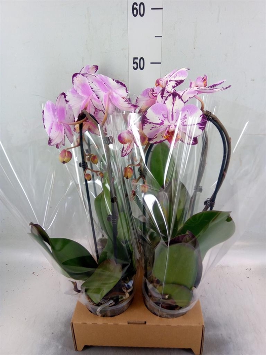 <h4>Phalaenopsis  'Elegant Cascade'</h4>