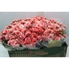 BEGONIA BORIAS P15