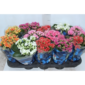 KALANCHOE DOBRADO P11