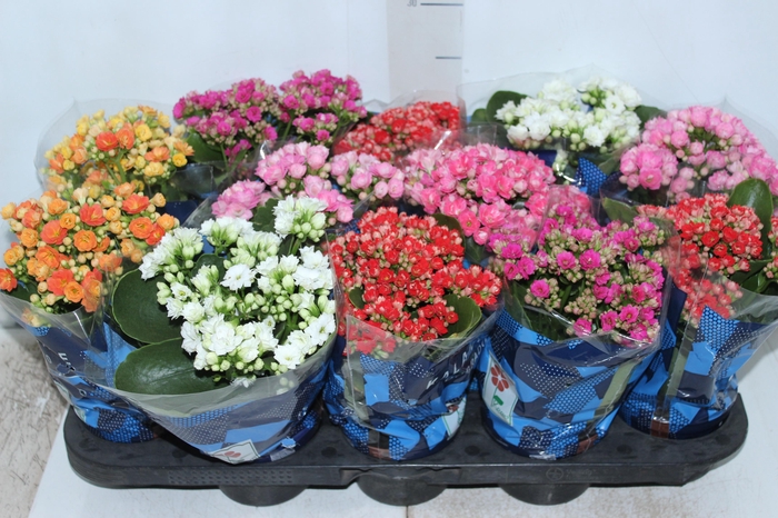 <h4>KALANCHOE DOBRADO P11</h4>