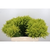 Solidago Tara Gold Buiten