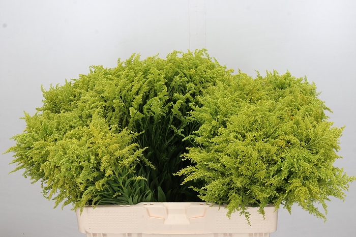 <h4>Solidago Tara Gold Buiten</h4>