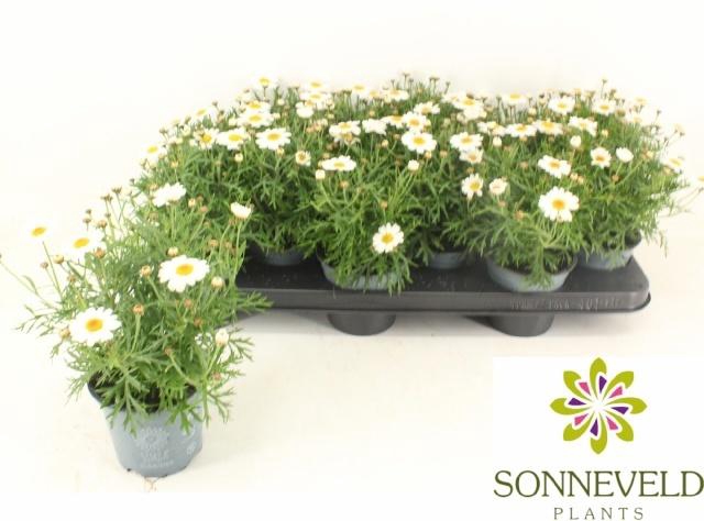 <h4>ARG LA RITA WHITE</h4>