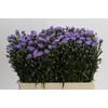 Aster Cassandra