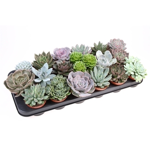 Echeveria mix