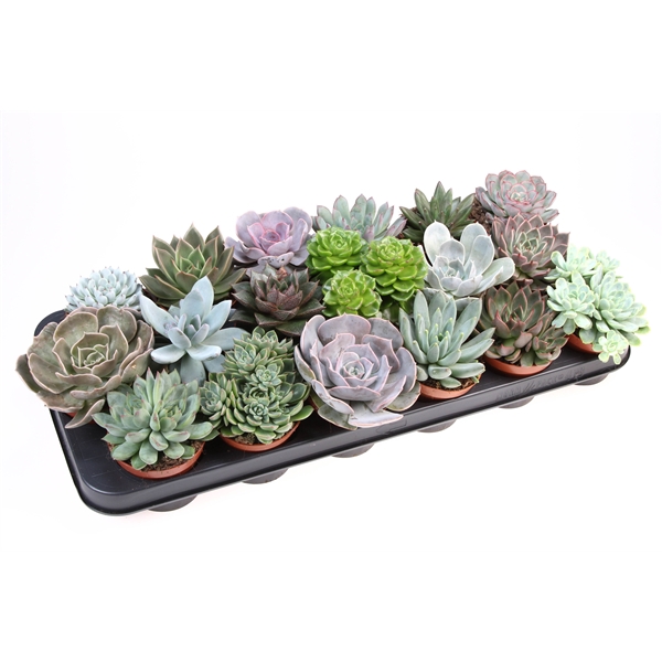 <h4>Echeveria mix</h4>